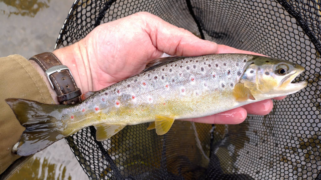 Photo of a nice trout